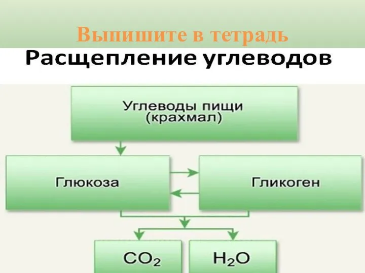 Выпишите в тетрадь