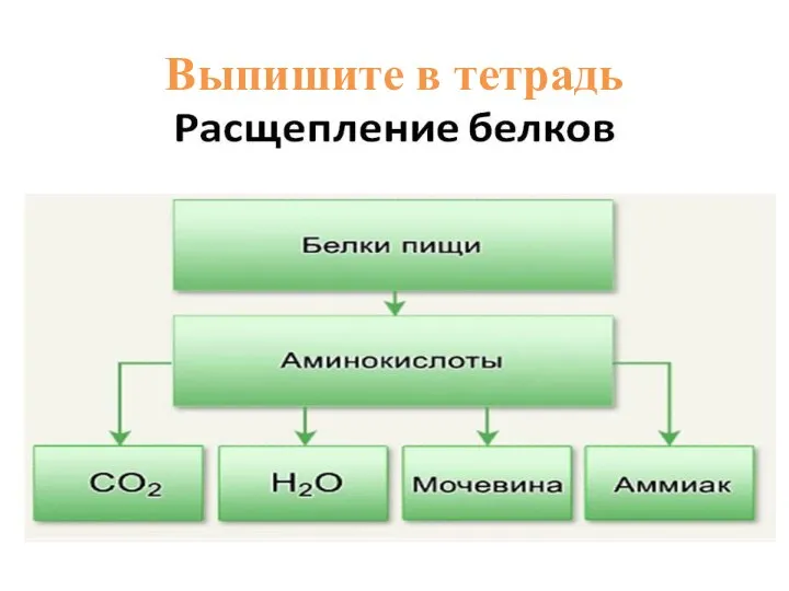 Выпишите в тетрадь