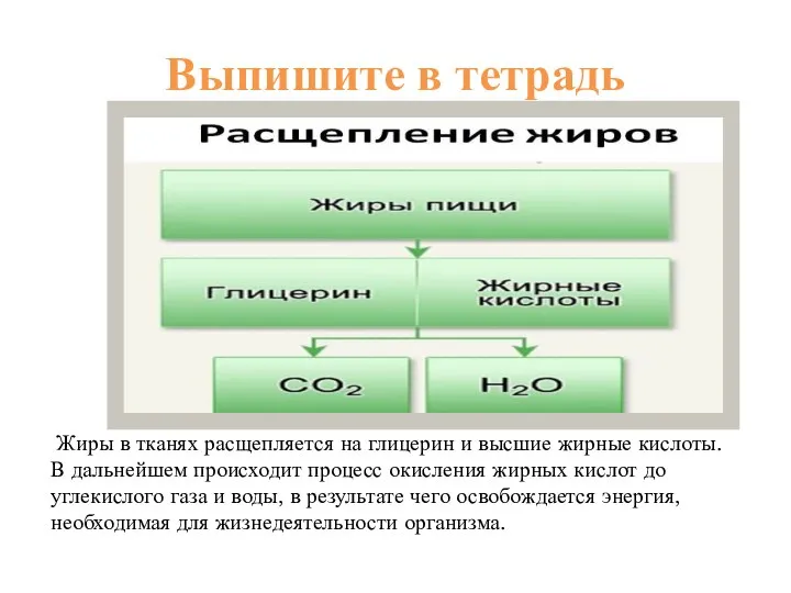 Жиры в тканях расщепляется на глицерин и высшие жирные кислоты. В