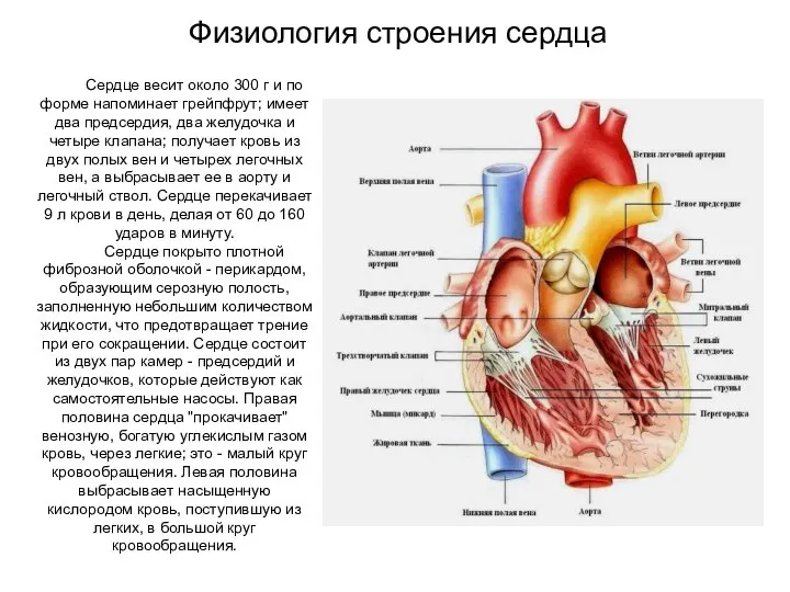 Физиология строения сердца Сердце весит около 300 г и по форме