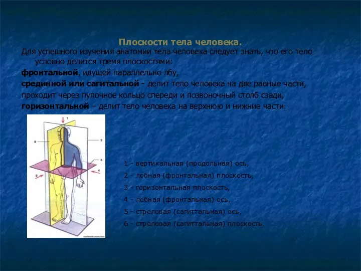 Плоскости тела человека. Для успешного изучения анатомии тела человека следует знать,