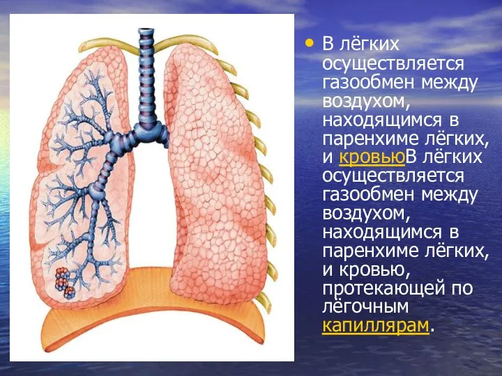 В лёгких осуществляется газообмен между воздухом, находящимся в паренхиме лёгких, и