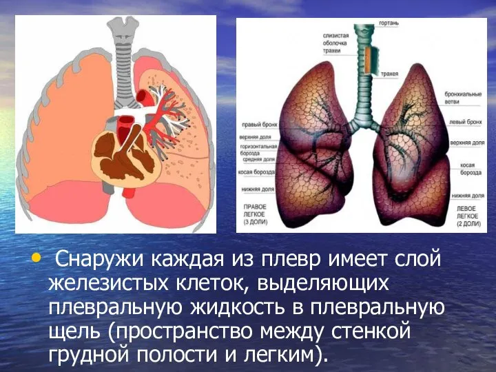 Снаружи каждая из плевр имеет слой железистых клеток, выделяющих плевральную жидкость