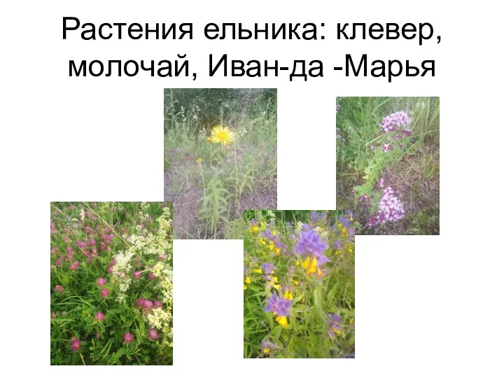 Растения ельника: клевер, молочай, Иван-да -Марья