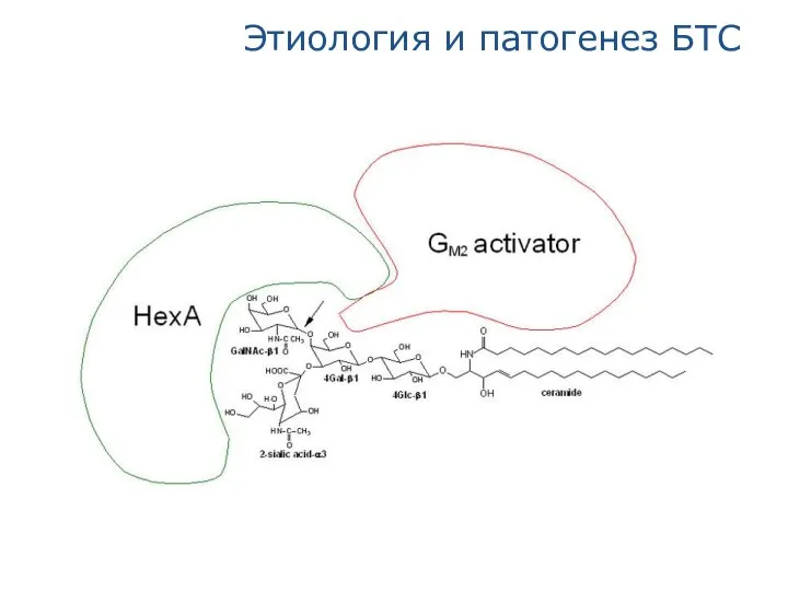 Этиология и патогенез БТС