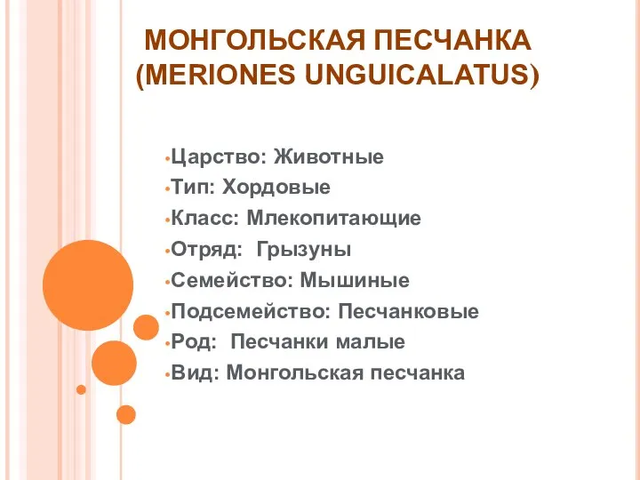 МОНГОЛЬСКАЯ ПЕСЧАНКА (MERIONES UNGUICALATUS) Царство: Животные Тип: Хордовые Класс: Млекопитающие Отряд: