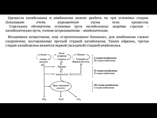 Процессы катаболизма и анаболизма можно разбить на три основные стадии. Показываю