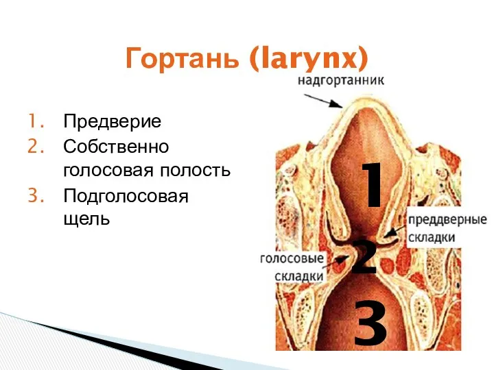 Гортань (larynx) Предверие Собственно голосовая полость Подголосовая щель 1 2 3