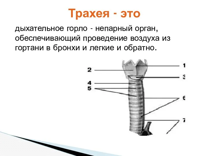 дыхательное горло - непарный орган, обеспечивающий проведение воздуха из гортани в