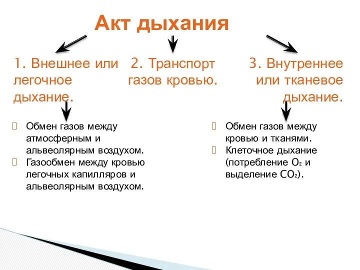 Акт дыхания 3. Внутреннее или тканевое дыхание. Обмен газов между атмосферным