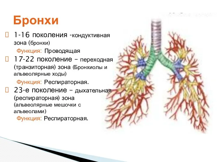 Бронхи 1-16 поколения -кондуктивная зона (бронхи) Функция: Проводящая 17-22 поколение –