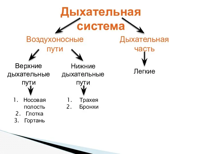 Дыхательная система Воздухоносные пути Дыхательная часть Легкие Верхние дыхательные пути Нижние