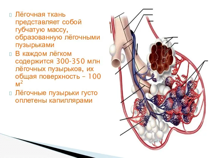 Лёгочная ткань представляет собой губчатую массу, образованную лёгочными пузырьками В каждом