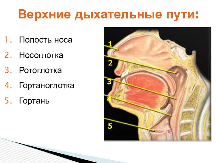 Верхние дыхательные пути: 1 2 3 4 5 Полость носа Носоглотка Ротоглотка Гортаноглотка Гортань