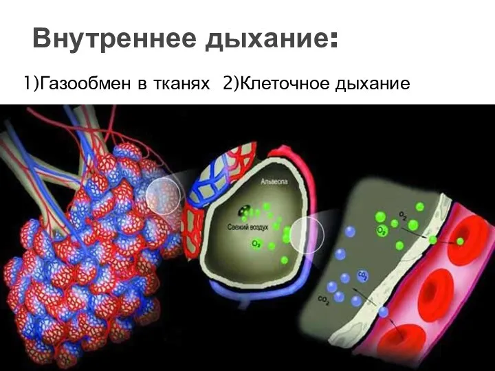 1)Газообмен в тканях 2)Клеточное дыхание Внутреннее дыхание: