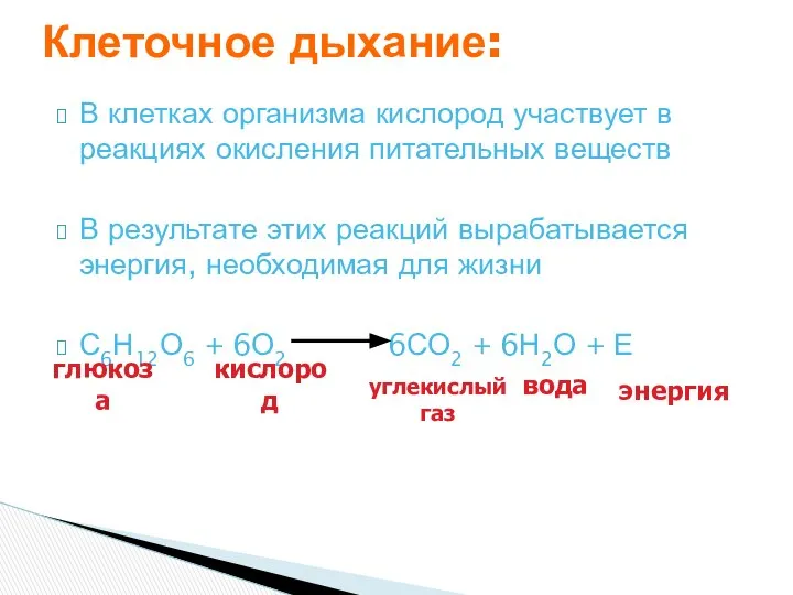 В клетках организма кислород участвует в реакциях окисления питательных веществ В