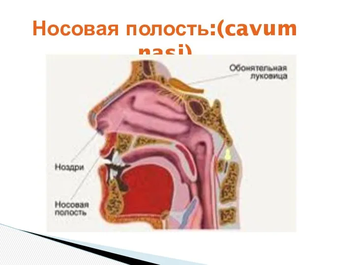 Носовая полость:(cavum nasi)