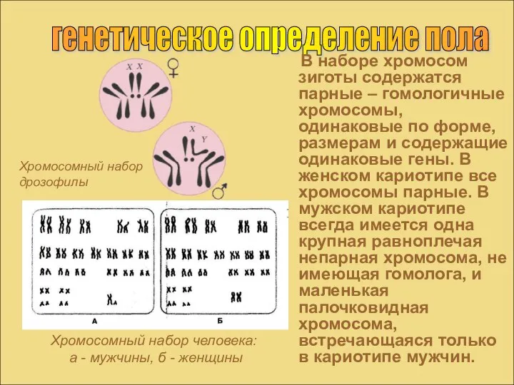 генетическое определение пола В наборе хромосом зиготы содержатся парные – гомологичные