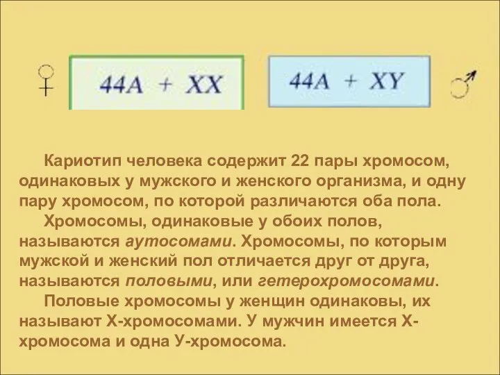 Кариотип человека содержит 22 пары хромосом, одинаковых у мужского и женского