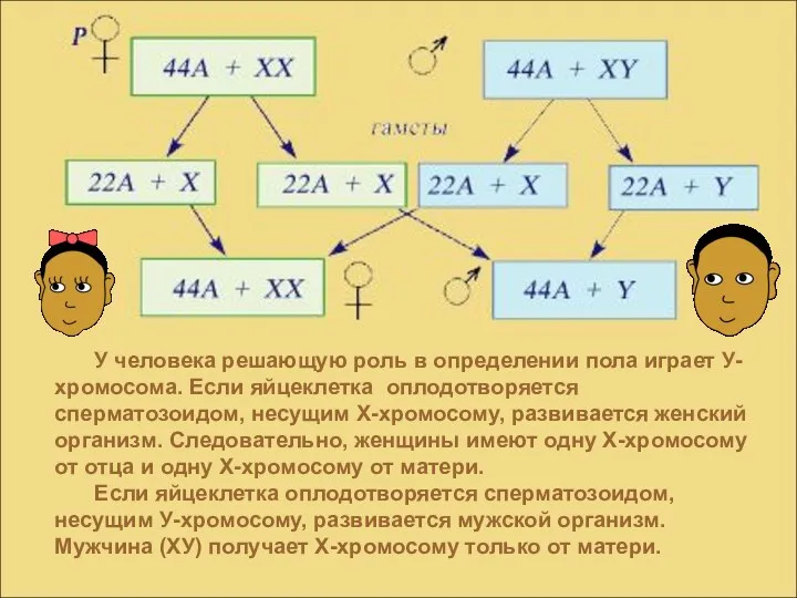 У человека решающую роль в определении пола играет У-хромосома. Если яйцеклетка