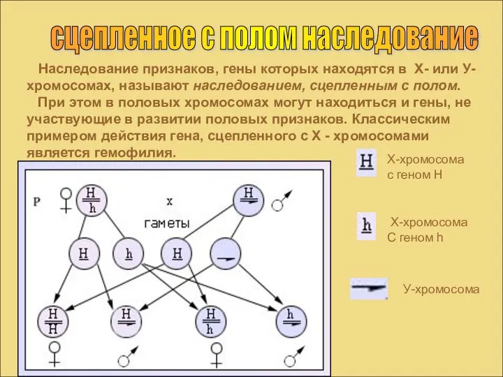 сцепленное с полом наследование Наследование признаков, гены которых находятся в Х-