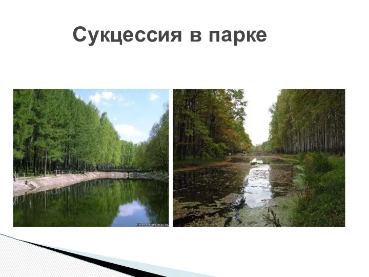 Сукцессия в парке