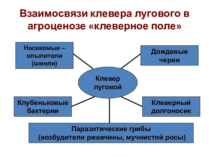 Взаимосвязи клевера лугового в агроценозе «клеверное поле» Клевер луговой Насекомые –