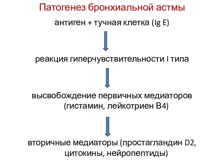 Патогенез бронхиальной астмы антиген + тучная клетка (Ig E) реакция гиперчувствительности