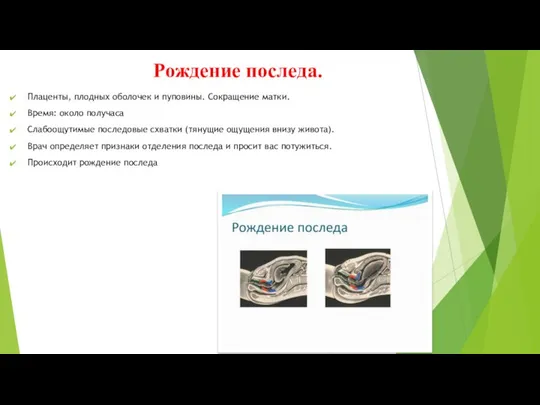 Рождение последа. Плаценты, плодных оболочек и пуповины. Сокращение матки. Время: около