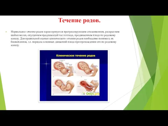 Течение родов. Нормальное течение родов характеризуется прогрессирующим сглаживанием, раскрытием шейки матки,