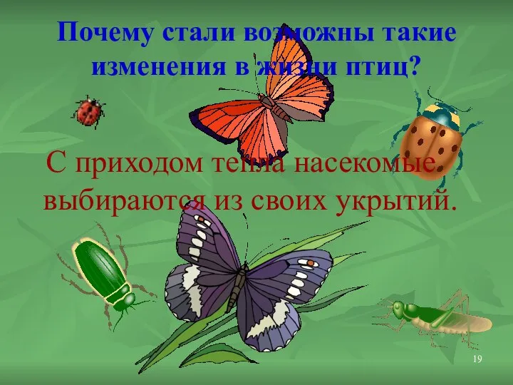 Почему стали возможны такие изменения в жизни птиц? С приходом тепла насекомые выбираются из своих укрытий.