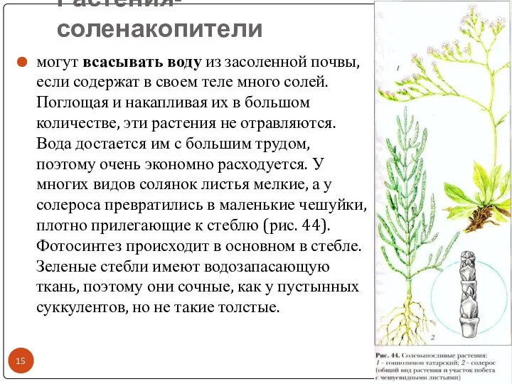 Растения-соленакопители * могут всасывать воду из засоленной почвы, если содержат в