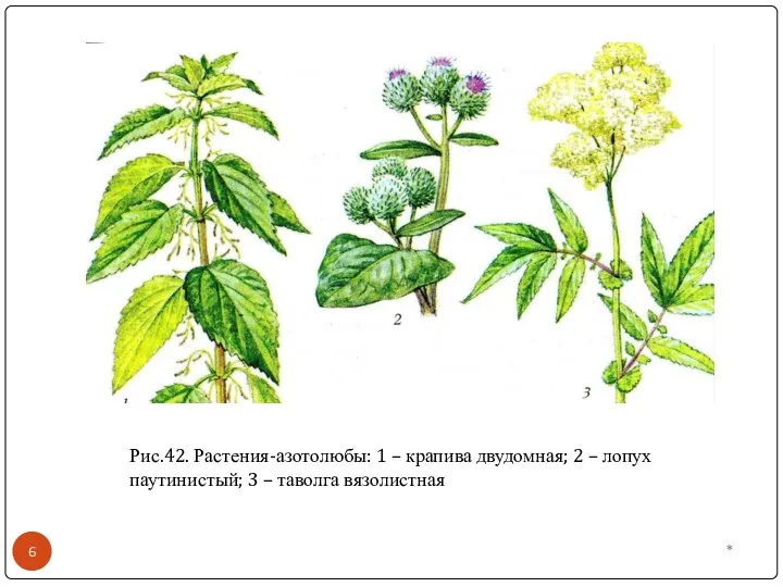 * Рис.42. Растения-азотолюбы: 1 – крапива двудомная; 2 – лопух паутинистый; 3 – таволга вязолистная