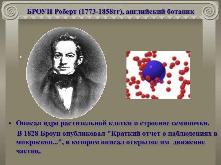 БРОУН Роберт (1773-1858гг), английский ботаник Описал ядро растительной клетки и строение