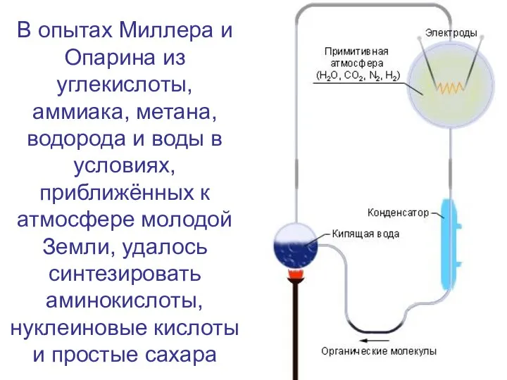 В опытах Миллера и Опарина из углекислоты, аммиака, метана, водорода и