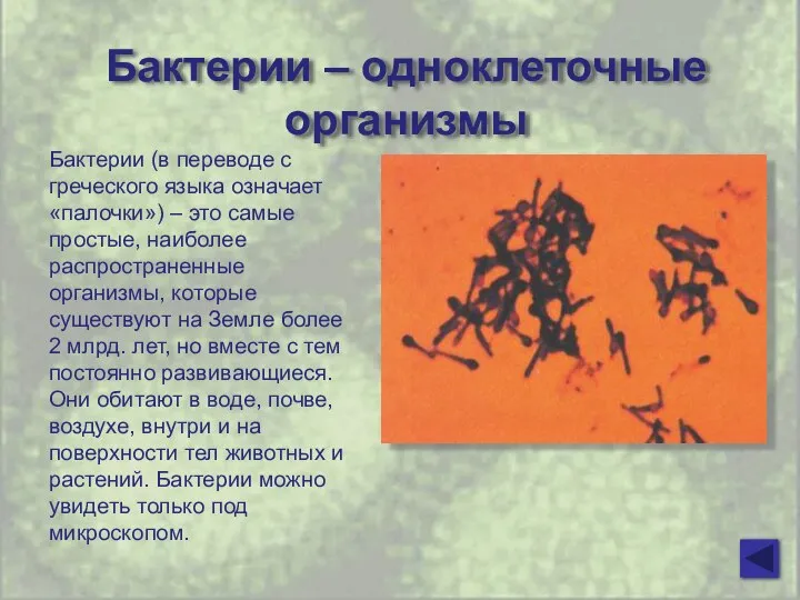 Бактерии – одноклеточные организмы Бактерии (в переводе с греческого языка означает