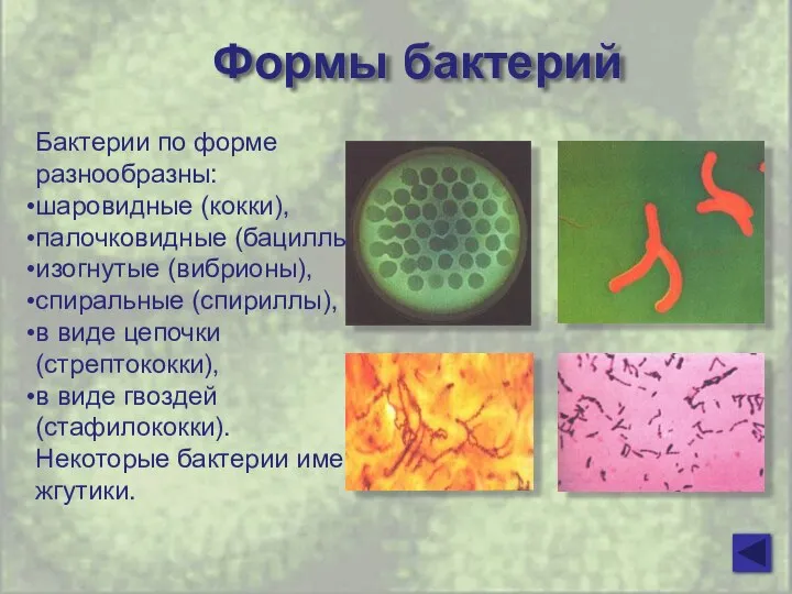 Формы бактерий Бактерии по форме разнообразны: шаровидные (кокки), палочковидные (бациллы), изогнутые