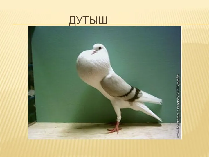 ДУТЫШ