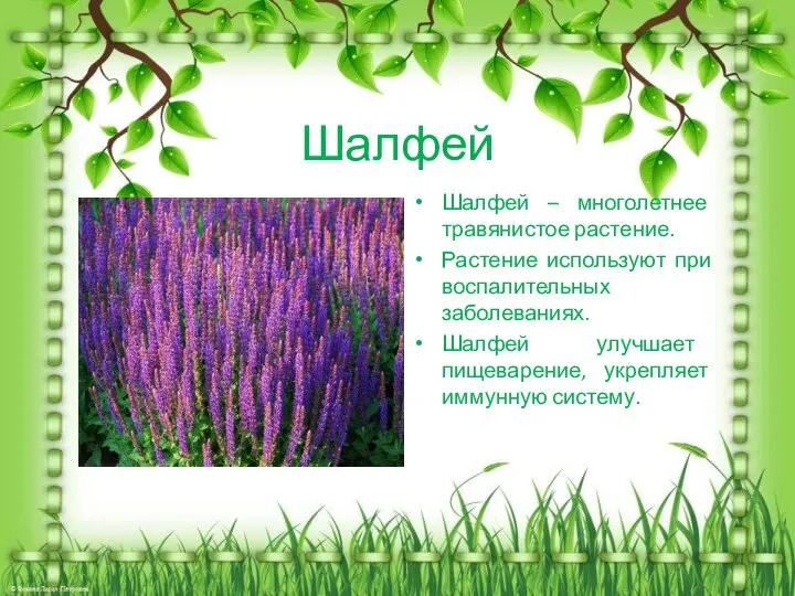 Шалфей Шалфей – многолетнее травянистое растение. Растение используют при воспалительных заболеваниях.