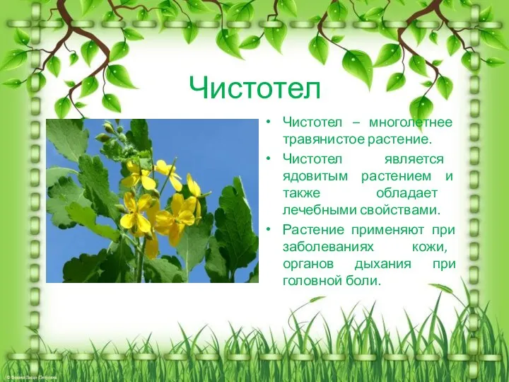 Чистотел Чистотел – многолетнее травянистое растение. Чистотел является ядовитым растением и