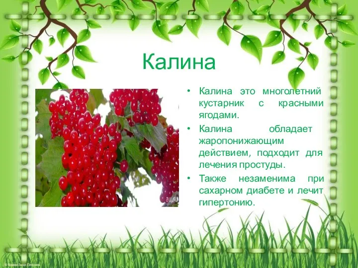 Калина Калина это многолетний кустарник с красными ягодами. Калина обладает жаропонижающим