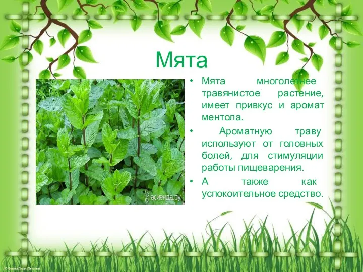Мята Мята многолетнее травянистое растение, имеет привкус и аромат ментола. Ароматную