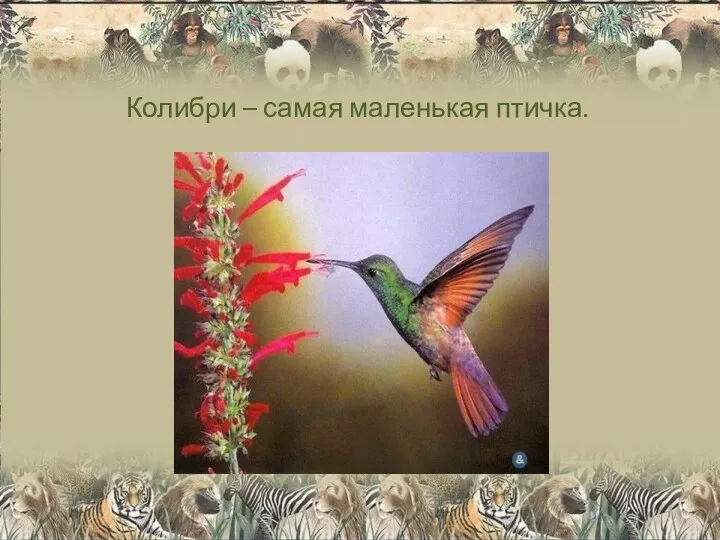 Колибри – самая маленькая птичка.