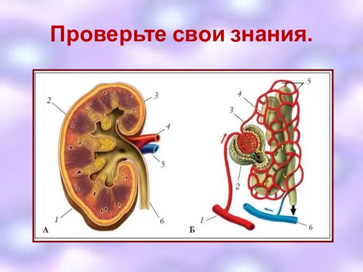 Проверьте свои знания.