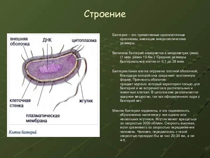 Строение Бактерии – это примитивные одноклеточные организмы, имеющие микроскопические размеры. Величина