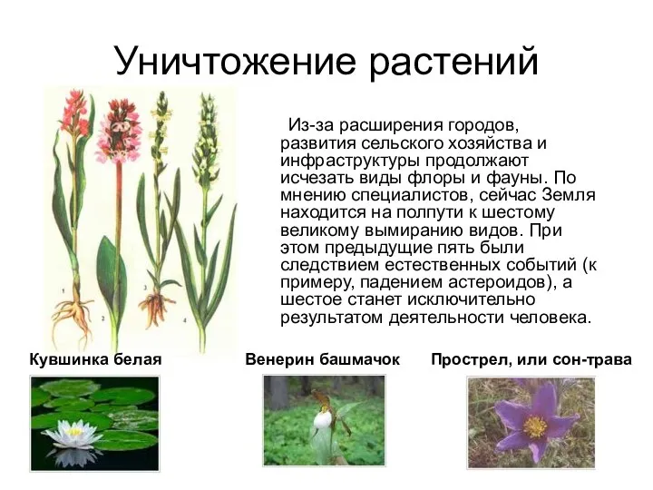 Уничтожение растений Из-за расширения городов, развития сельского хозяйства и инфраструктуры продолжают