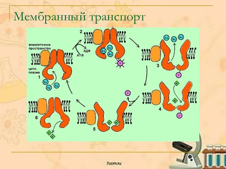 Мембранный транспорт