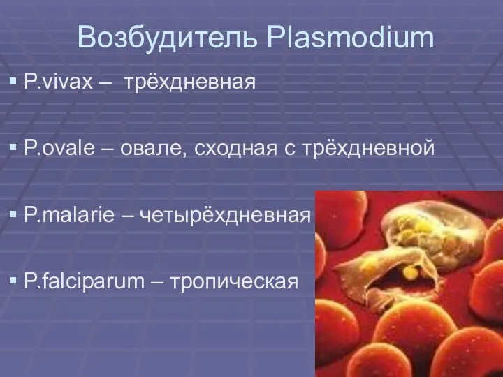 Возбудитель Plasmodium P.vivax – трёхдневная P.ovale – овале, сходная с трёхдневной