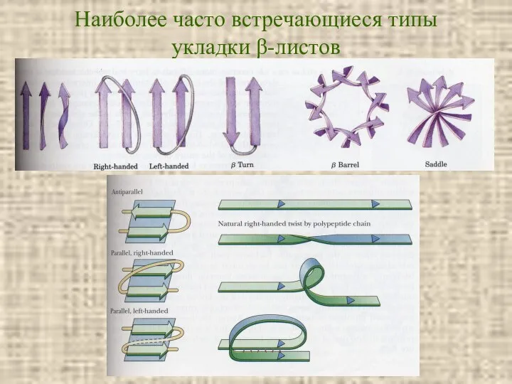 Наиболее часто встречающиеся типы укладки β-листов