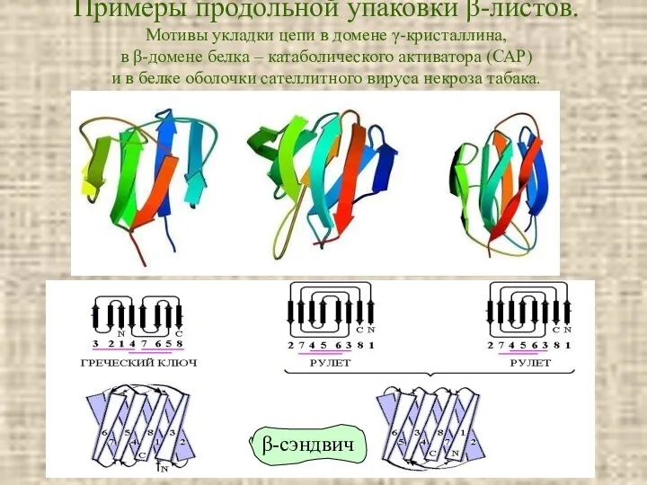 Примеры продольной упаковки β-листов. Мотивы укладки цепи в домене γ-кристаллина, в